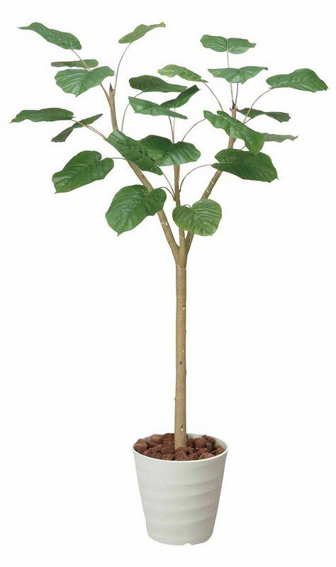 光触媒観葉植物 ウンベラーダ1.8〔フロアタイプ(ハイサイズ)〕/光触媒