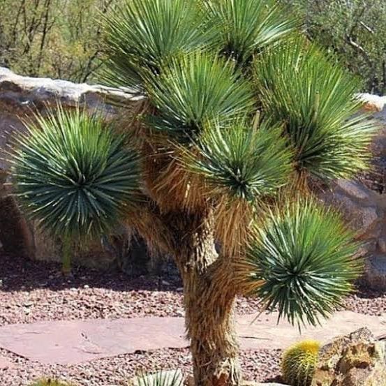 種】20粒 Yucca thompsoniana ユッカ トンプソニアーナ