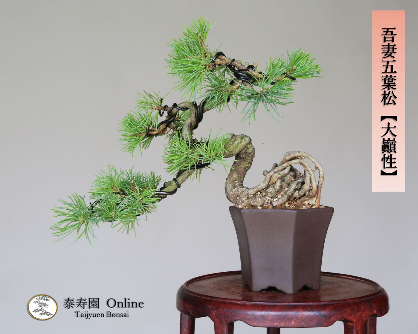 吾妻五葉松 大巓性 ダイテンショウ 実生 根上り 小品盆栽 泰寿園 Online 現品 盆栽 松柏 室内 鑑賞 趣味 卓上盆栽 盆栽鉢 グリーン 和 ギフト プレゼント 贈答品 ミニ盆栽 誕生日 母の日 父の日 敬老の日 記念日 お祝い 46