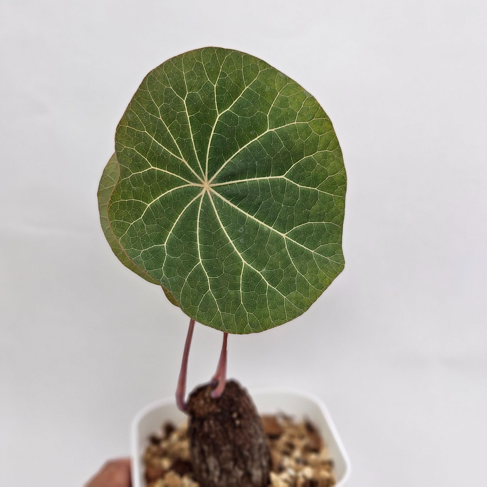 ステファニア カウィーサキー Stephania kaweesakii - 観葉植物