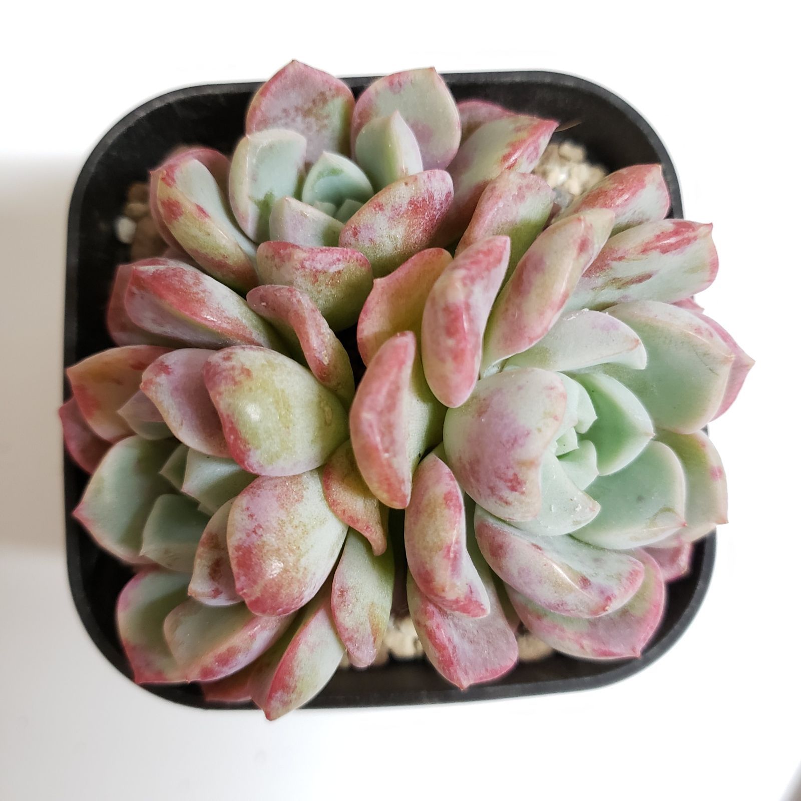 韓国苗》pink spot(３頭) エケベリア 多肉植物 - mimo succulent