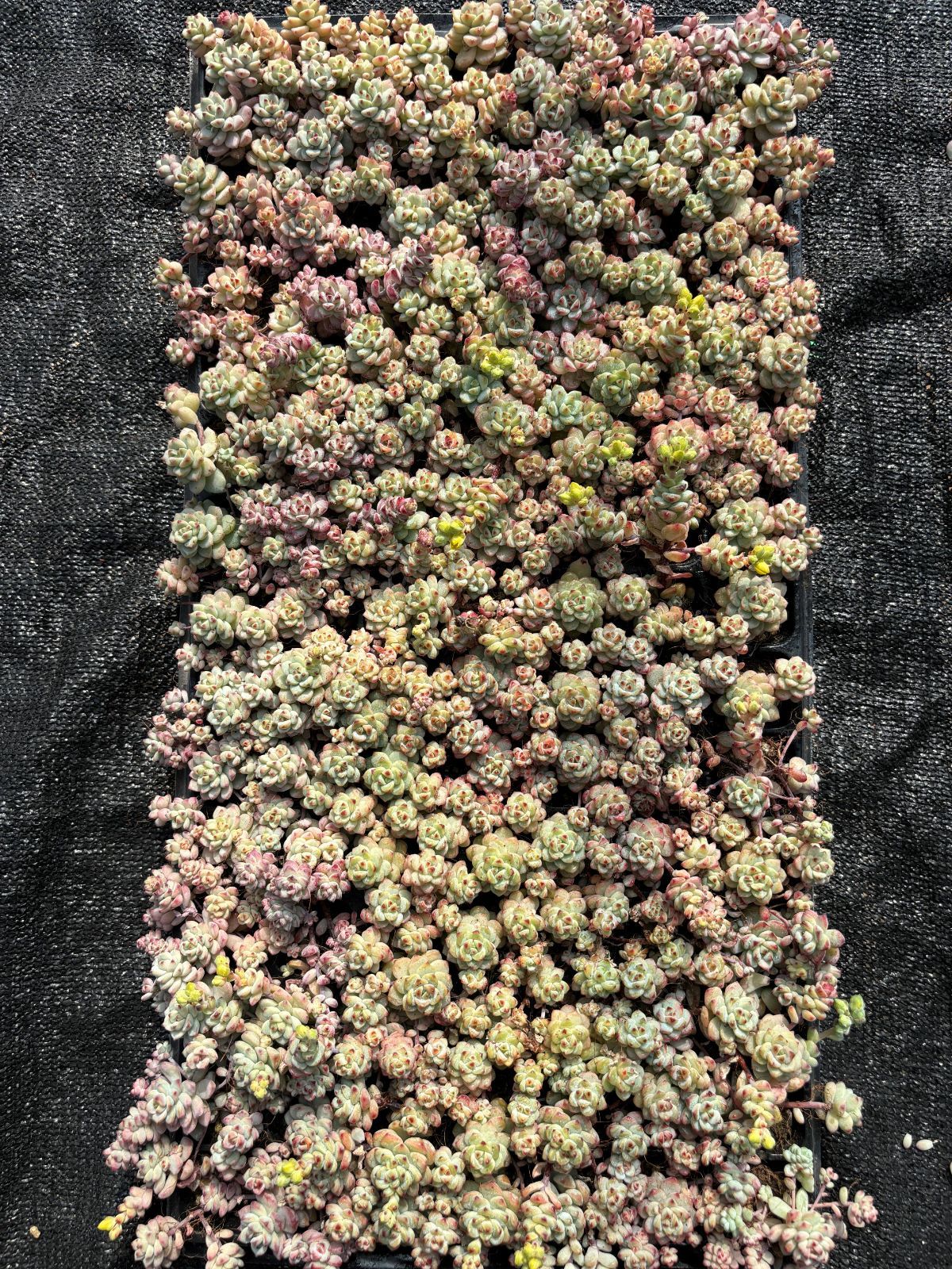 コレクション 新入荷 キャラメルの妖精 鮮やかな105苗セット 土と