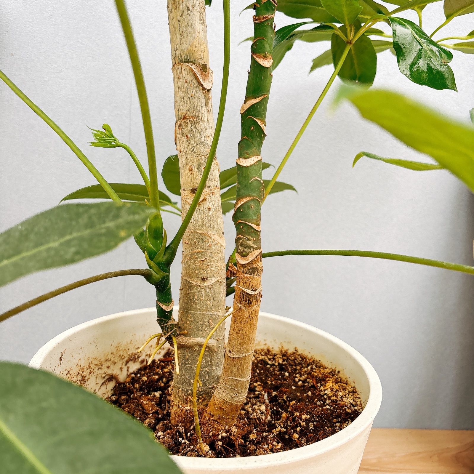 現品］A ブラッサイア 8号 観葉植物 室内 大型 鉢受け皿付き