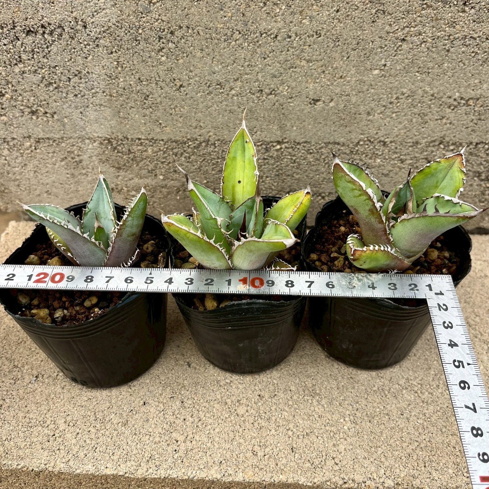 アガベ　ホリダ15株？以上、オテロイ15株 アガベ ホリダ15株？以上、オテロイ15株 アガベ オテロイ No.15