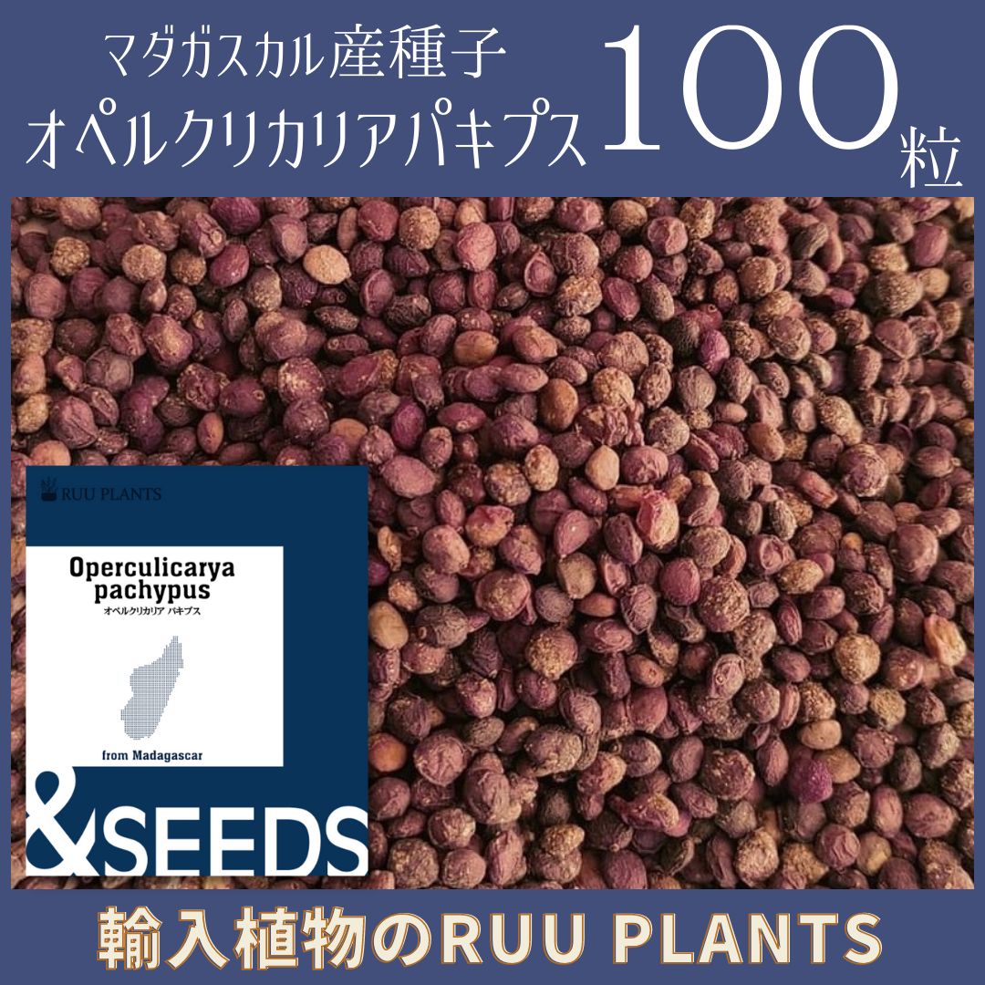 10月入荷】種子100粒 オペルクリカリア・パキプス 2023/7月入荷 - 輸入