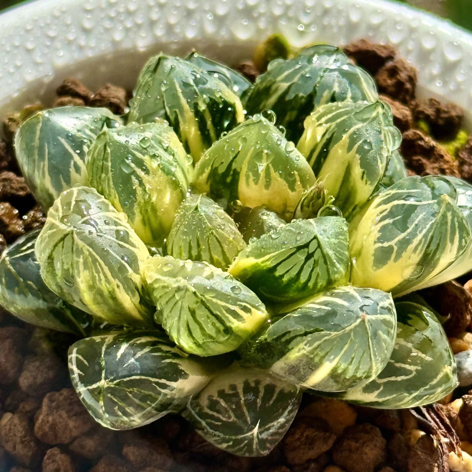 月夜オブツーサ錦 H1717 特選株