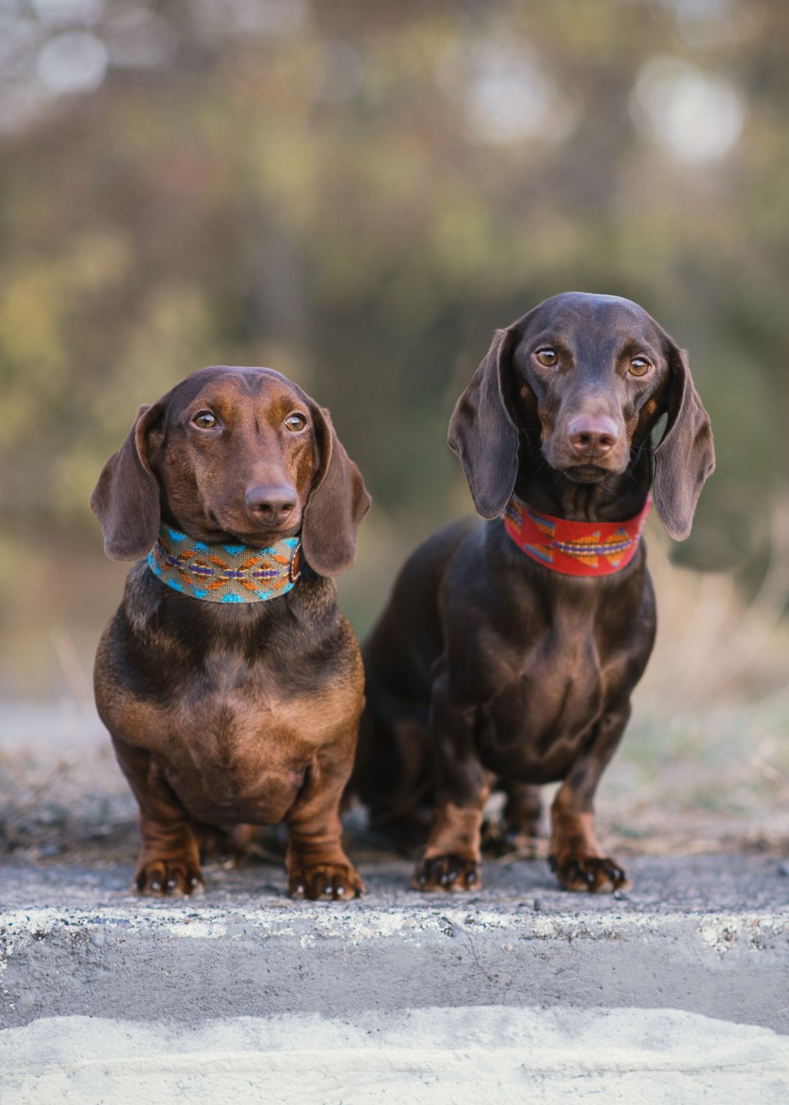 永遠の定番 スペイン製 高級犬用首輪とリードセット etna Green