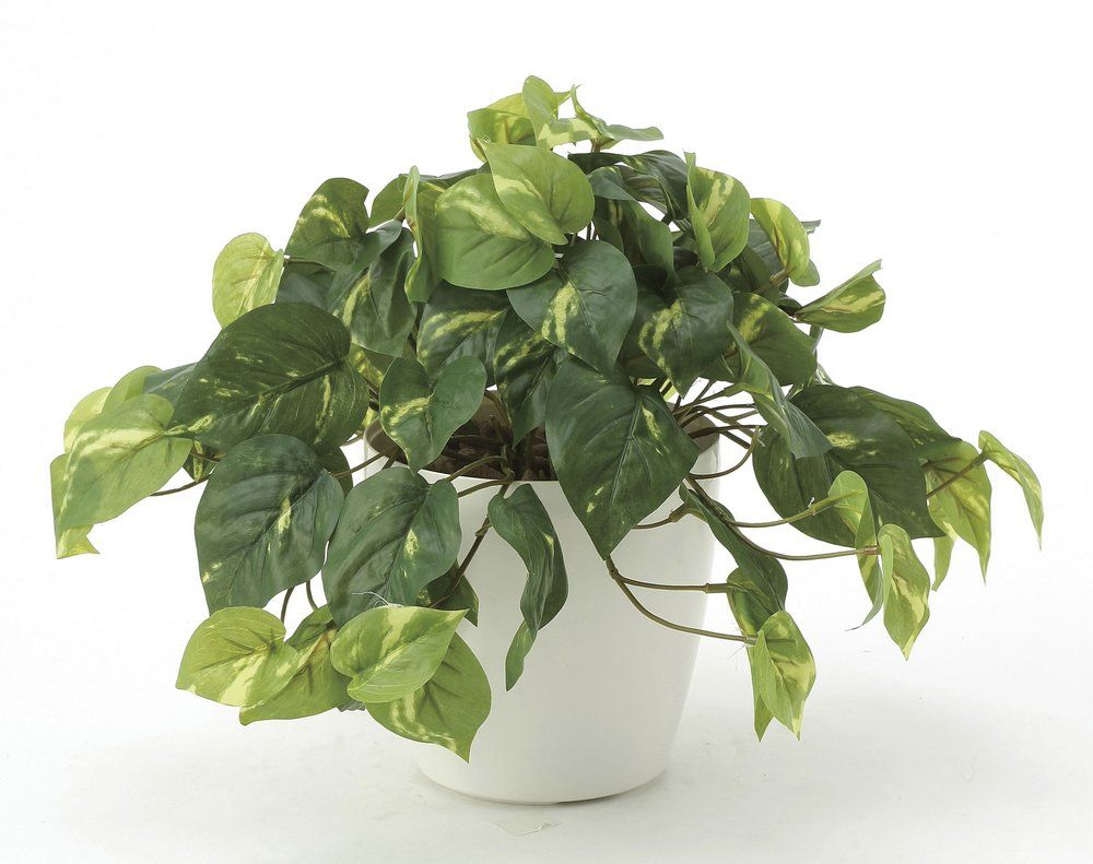 光触媒観葉植物 フレッシュポトス〔テーブルタイプ〕/光触媒 観葉植物 ウンベラータ フェイクグリーン 花 胡蝶蘭 開店祝い 開業祝い 誕生祝い 造花 アートフレーム おしゃれ 飾る LLサイズ