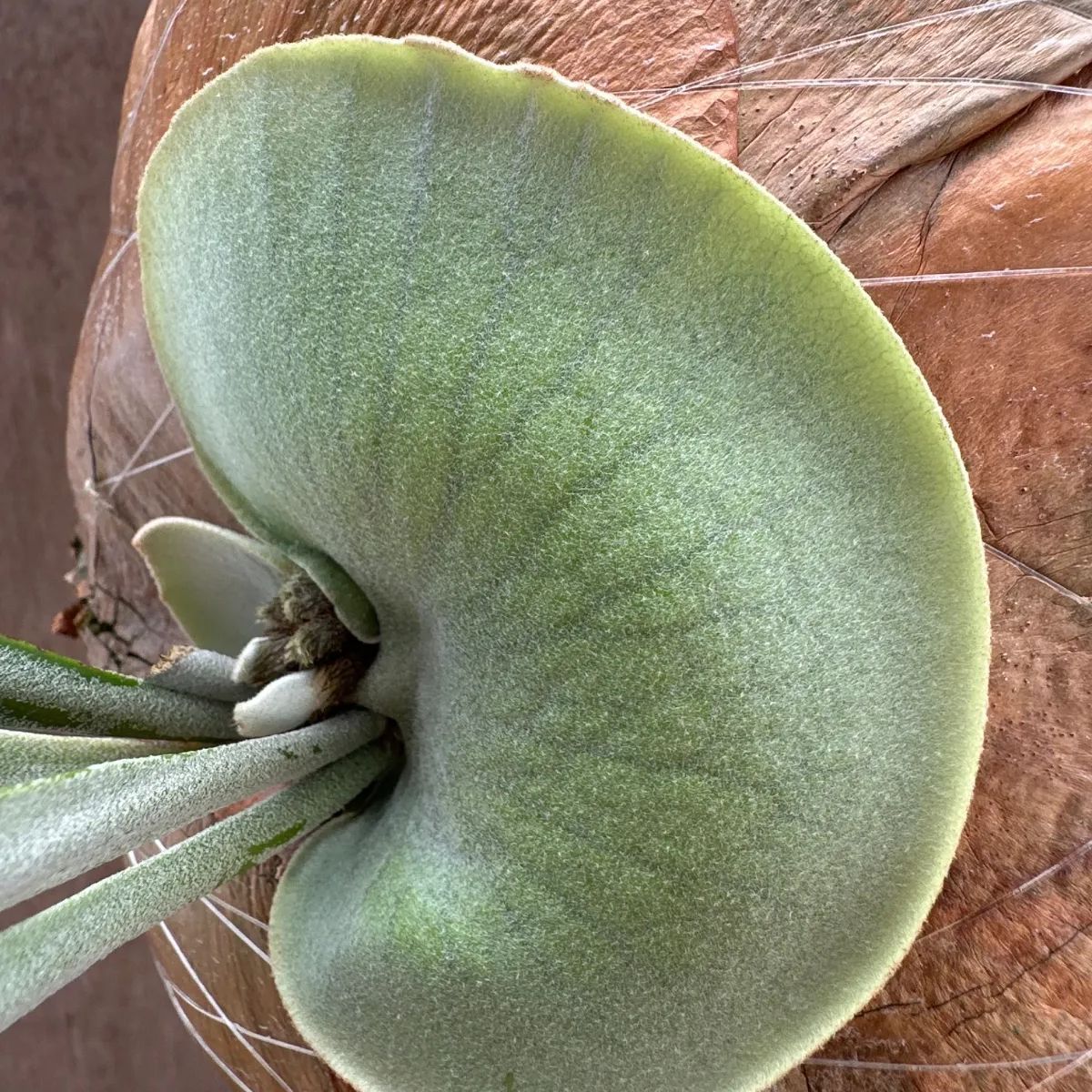 コウモリラン ウィリンキー コルク付 現品 Platycerium