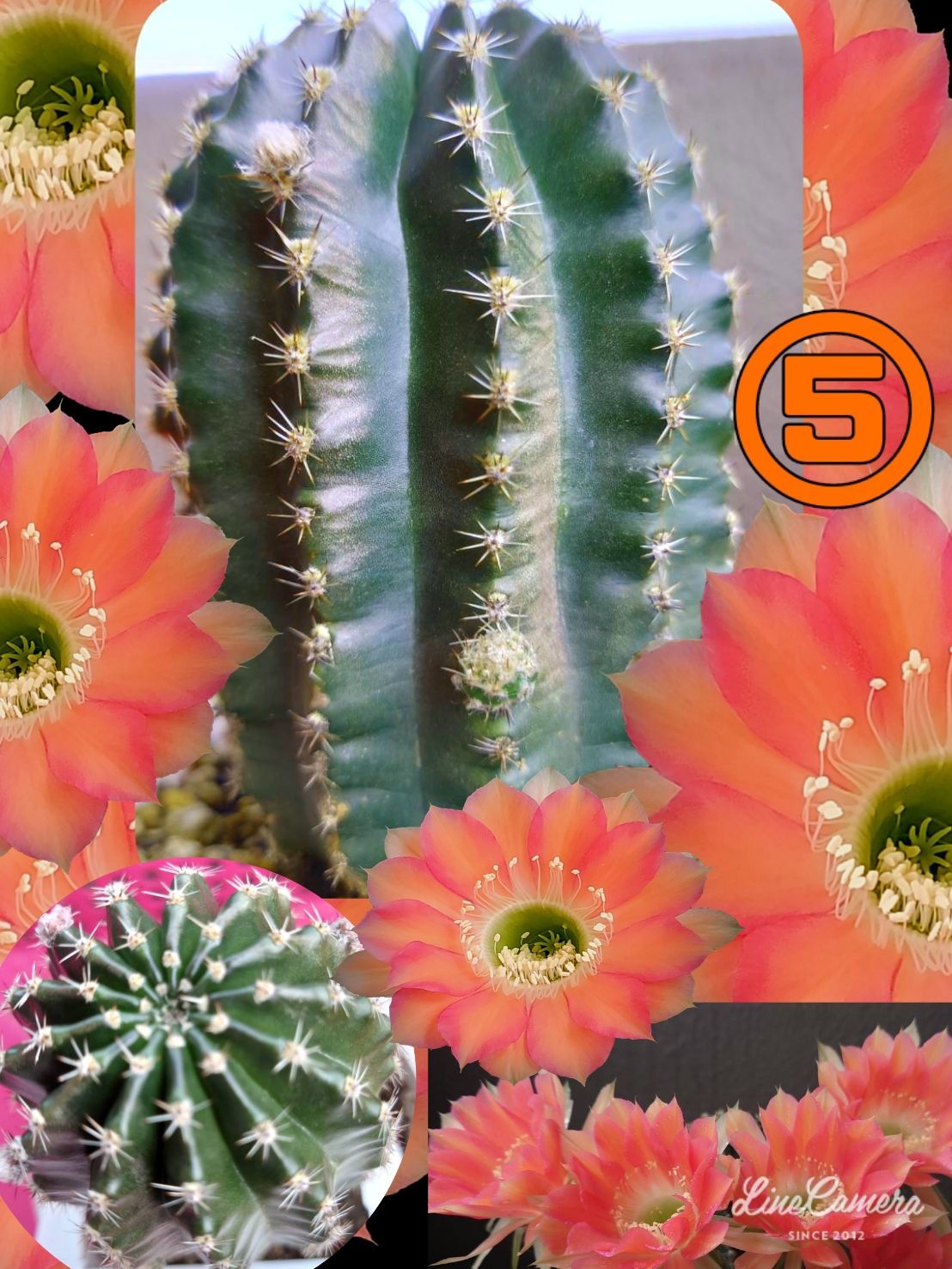 メルカリshops オレンジ花 短毛丸 10x8 エキノプシス属