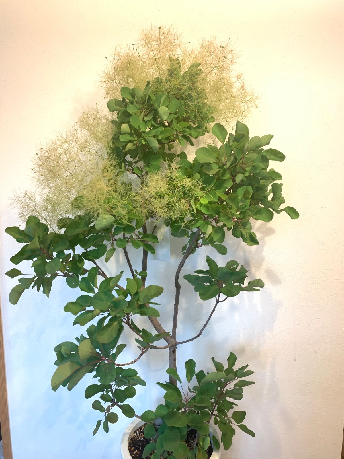 SW8スモークツリー白花接木高さ80cm6号鉢物大苗マロンホワイト VW3スモークツリー白花接木高さ120cm7号角鉢 大苗マロンホワイト