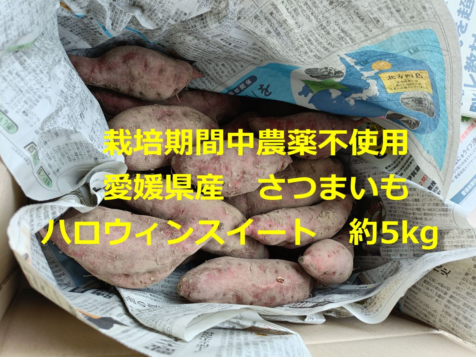 愛媛県産さつまいも　農薬不使用　ハロウィンスイート　約５ｋｇ