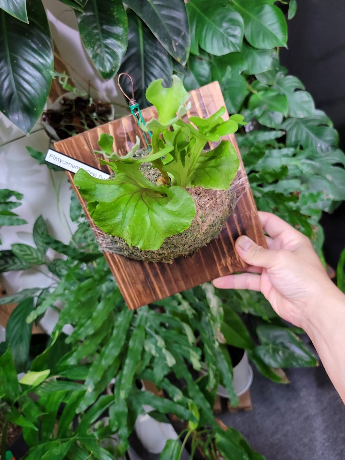 リドレイドワーフ 板付け