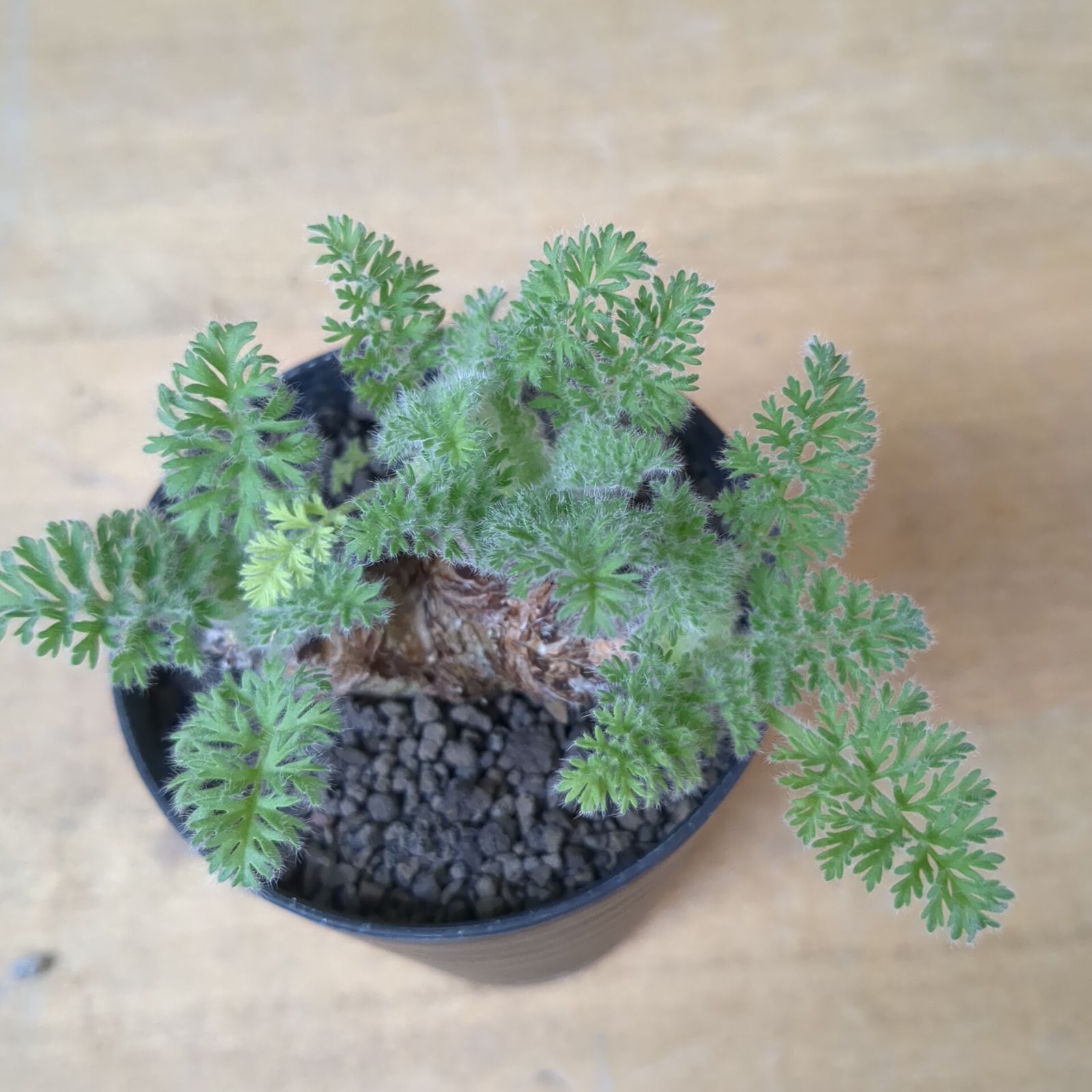 ペラルゴニウム アッペンディクラツム【塊根植物】鉢のまま発送 A - メルカリ