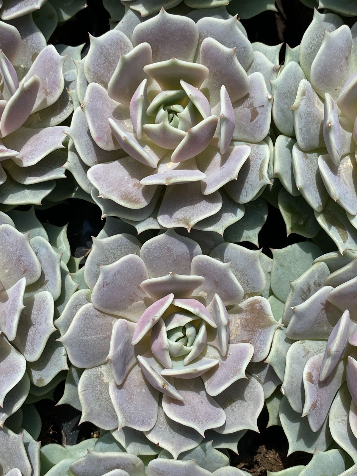 抜き苗 多肉植物