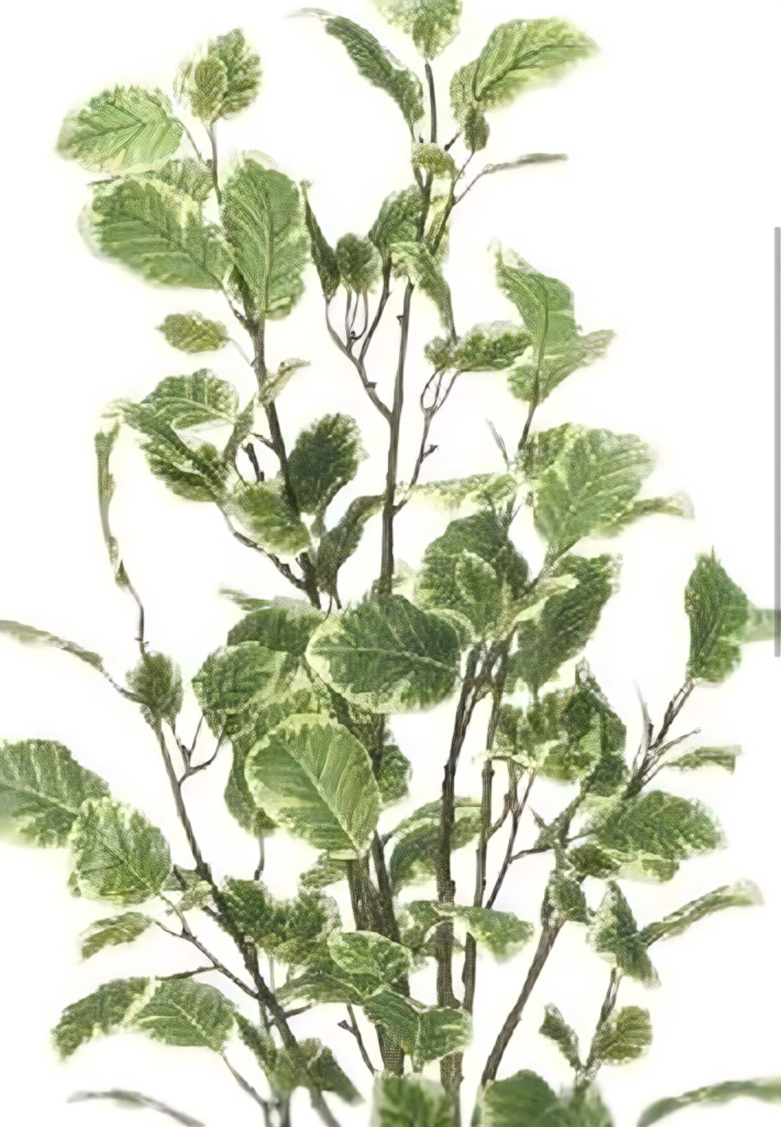 光触媒 人工観葉植物 ウォールグリーン フェイクグリーン ポリシャス