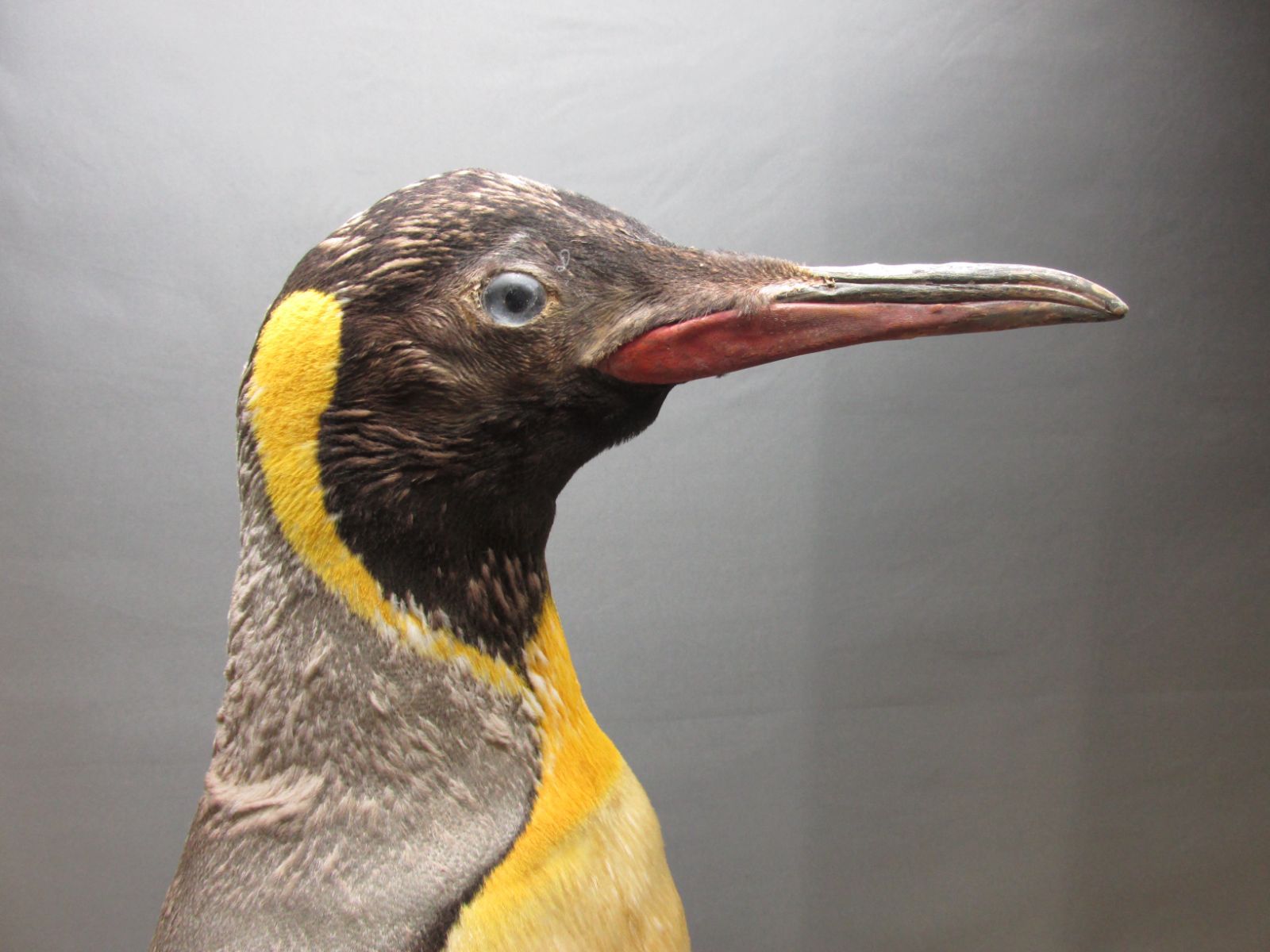 皇帝 ペンギン 本物 剥製 身長69cm - ヨザワヤ - メルカリ