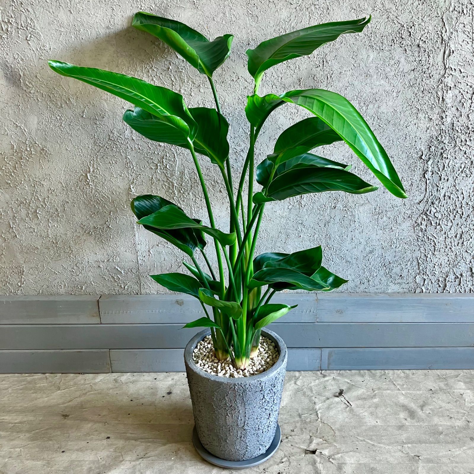 ストレリチア オーガスタ 10号➁