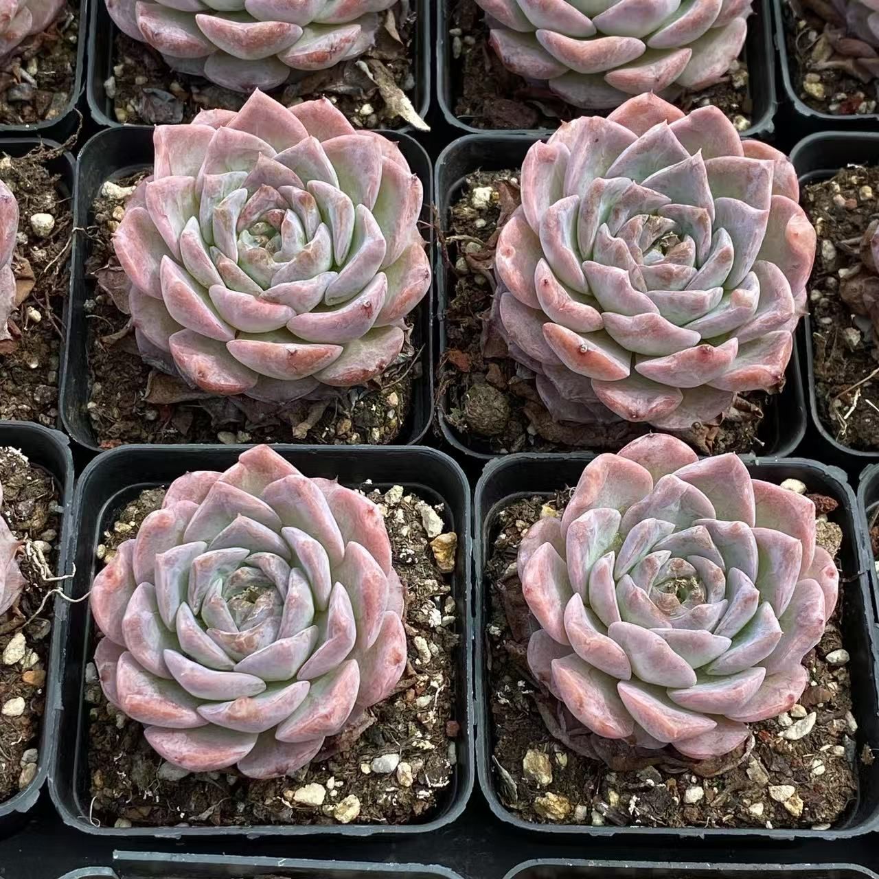 54株抜き苗セット】アメージンググレース 多肉植物 佐川急便発送