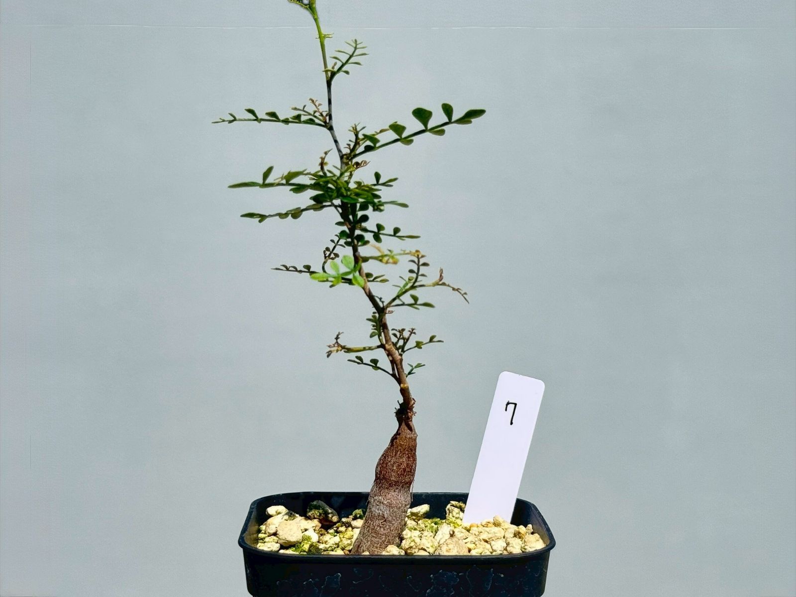 【鉢植えのまま発送】オペルクリカリア・パキプス 現地球 特大 オペルクリカリア パキプス 現地球 – Caudex