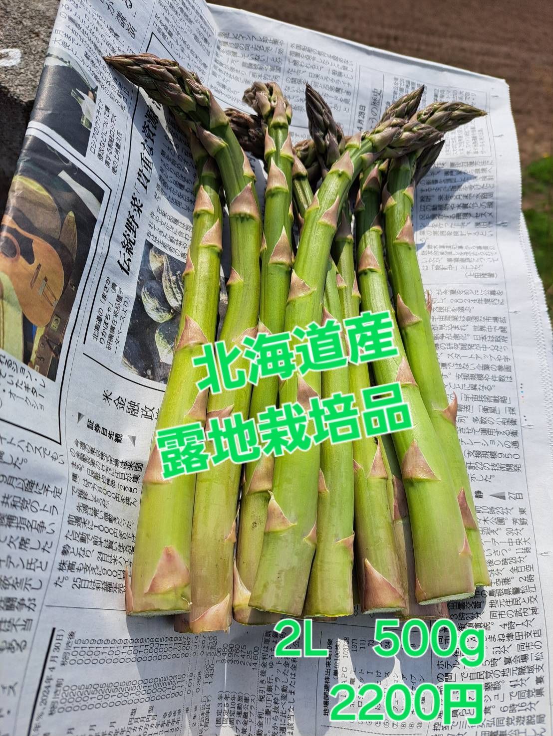 西播磨 朝倉山椒 実 無農薬 サンショウ 農家直送 つむぎ農園 1kg