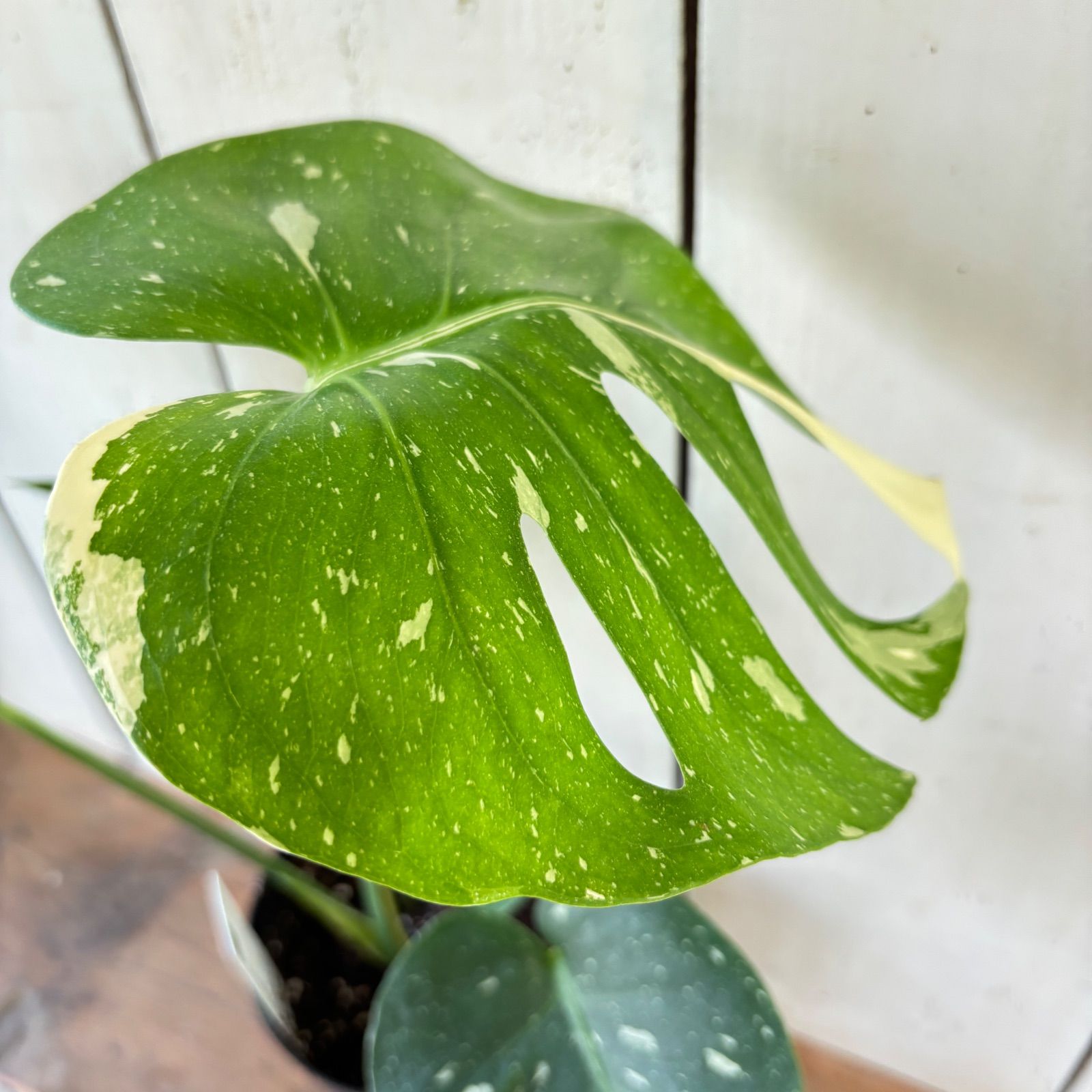 りく モンステラデリシオーサタイコン スターライト斑入り5号鉢つき ②