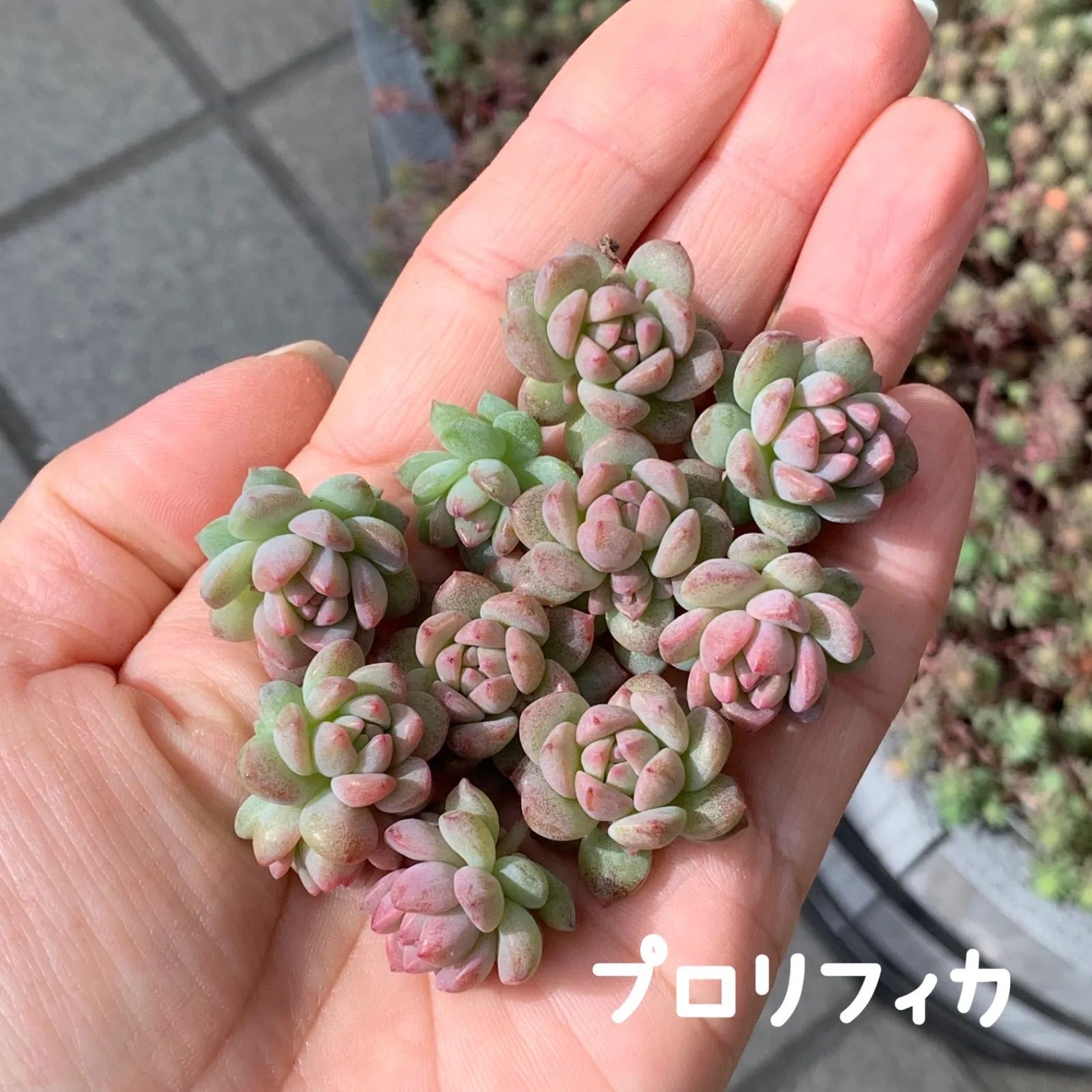 多肉植物　プロリフィカ/プロリフェラ カット苗 10個 プロリフィカ プロリフェラ カット苗 多肉植物 エケベリア セダム