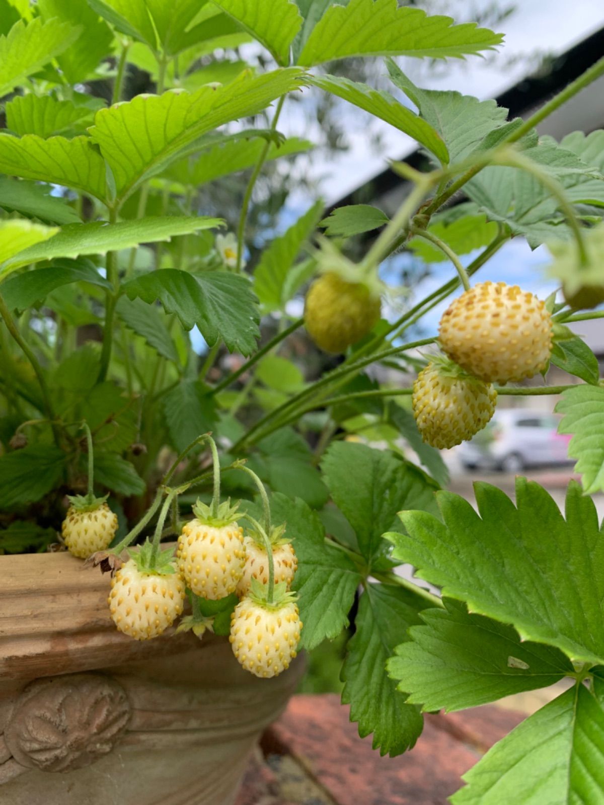 ワイルドストロベリー 苗 白実 惜しく トロピカルアロマ パイナップルの香り 3号 ハーブ 野菜苗