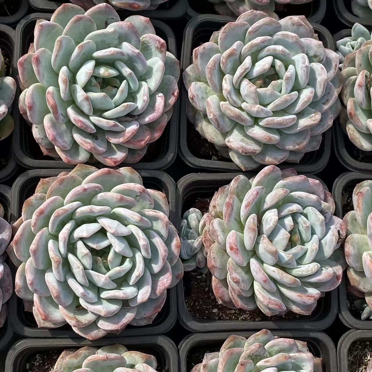 多肉植物 佐川急便発送