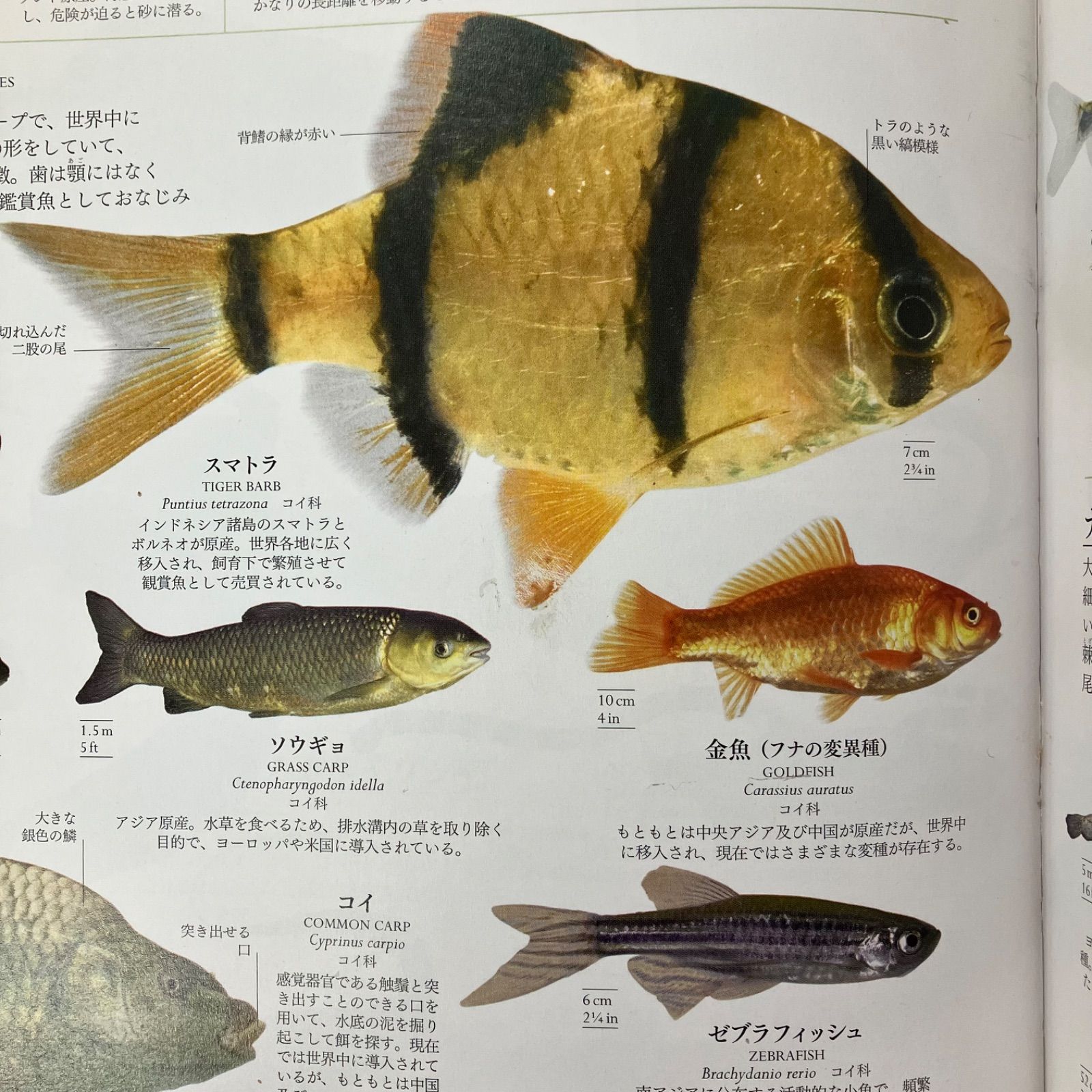 地球博物学大図鑑 10rm_c1_20 - メルカリ