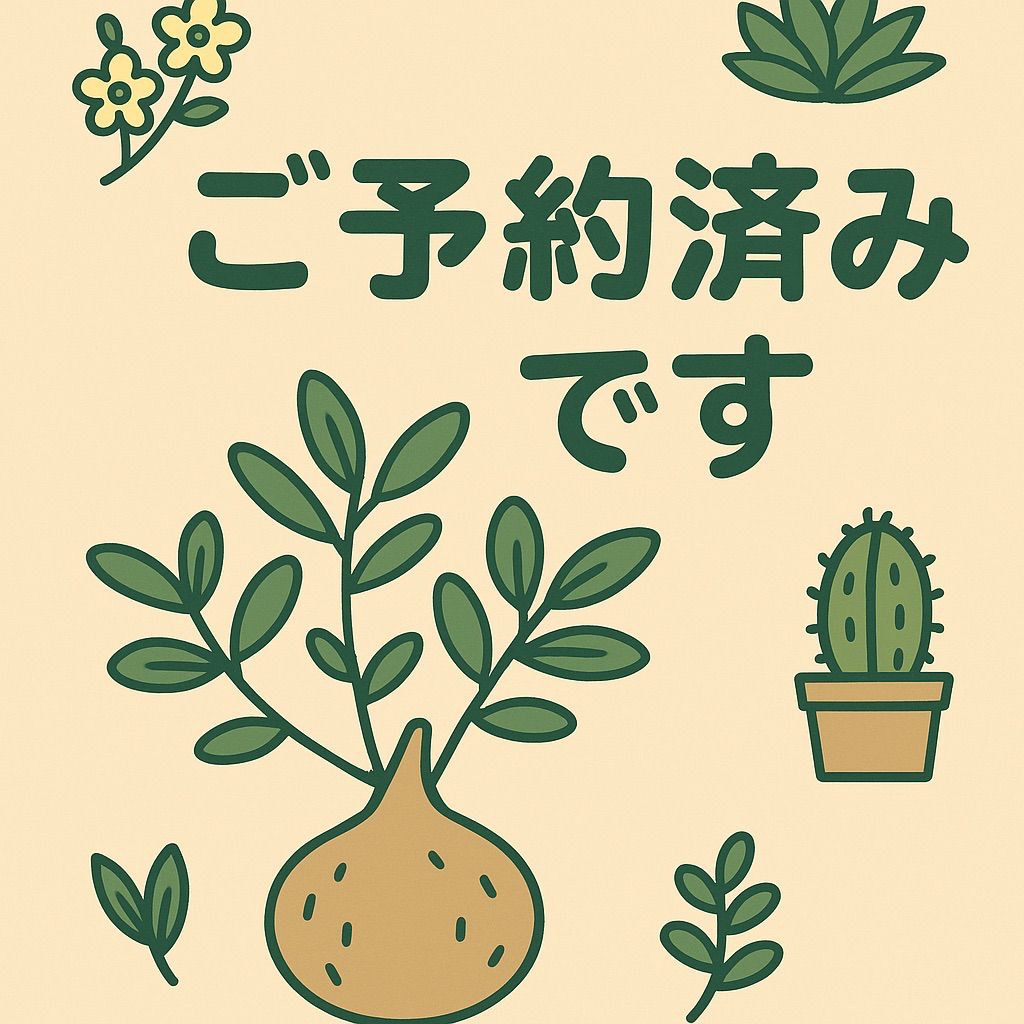 希少種‼️タイ産 本ナロー 塊石付き　メルカリ便 希少種‼️タイ産 本ナロー 塊石付き メルカリ便