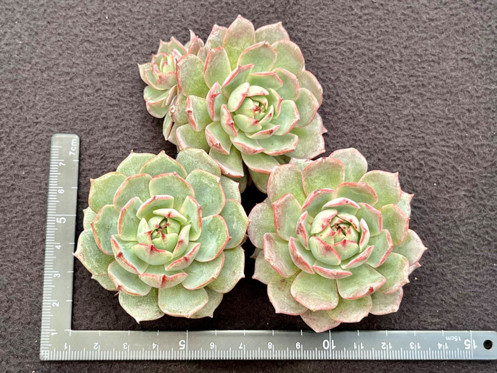 ☆多肉植物 ブラックパールダイヤモンド エケベリア 韓国苗☆ - メルカリ