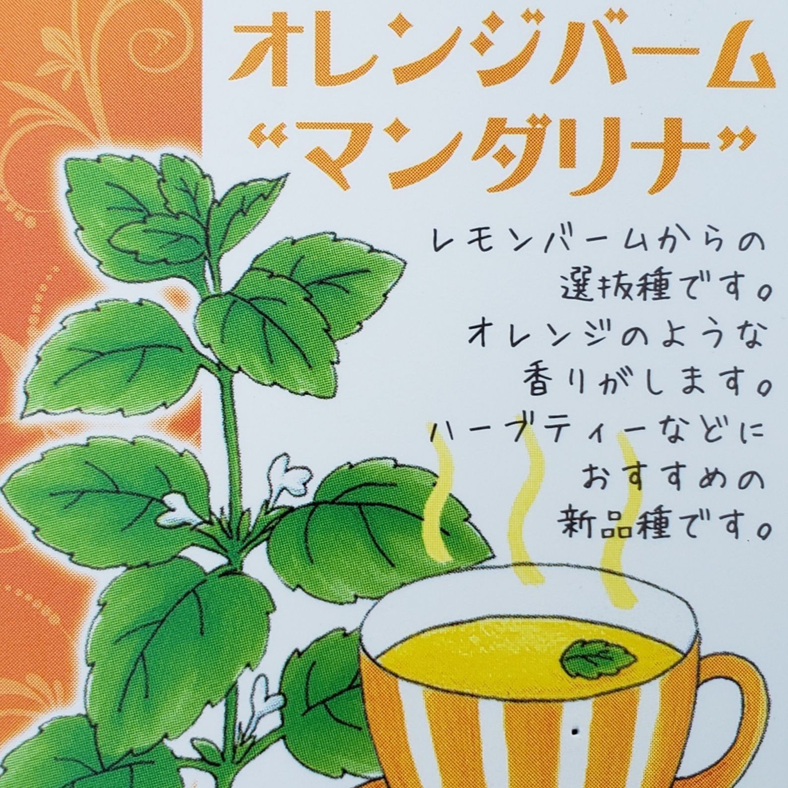 ハーブ オレンジバーム