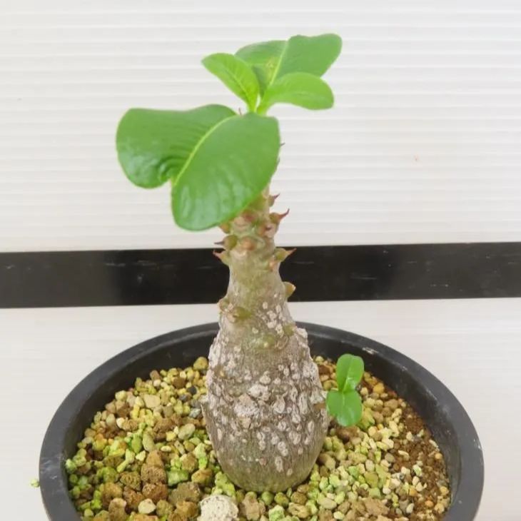 6860 「塊根植物」パキポディウム ウィンゾリ 植え【発根・Pachypodium windsorii・多肉植物・実生】 - メルカリ