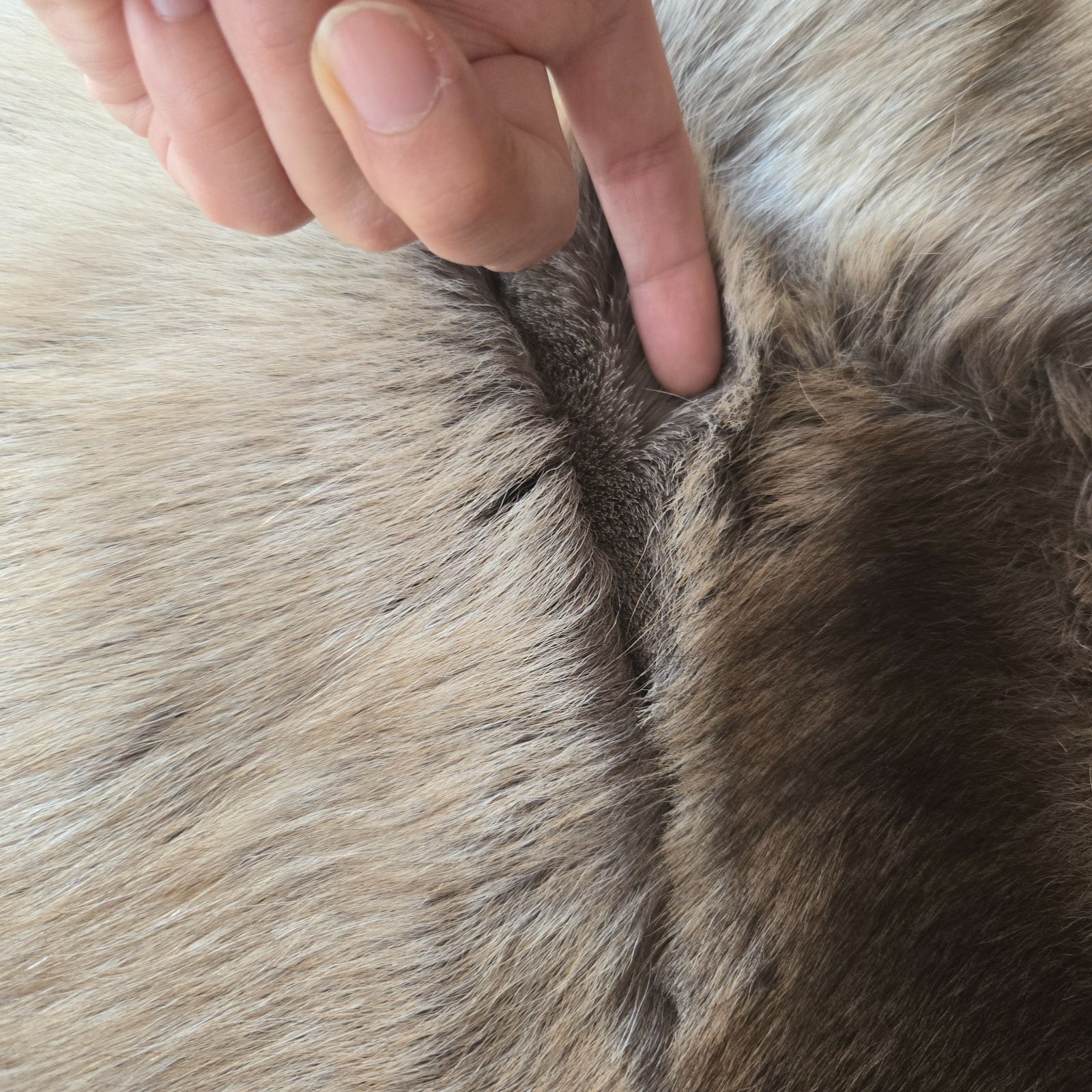 トナカイの毛皮