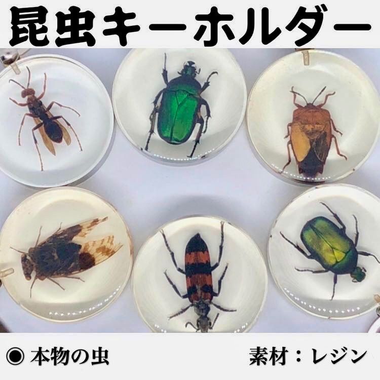 昆虫キーホルダー 虫入コレクション カナブン レジン インセクト標本