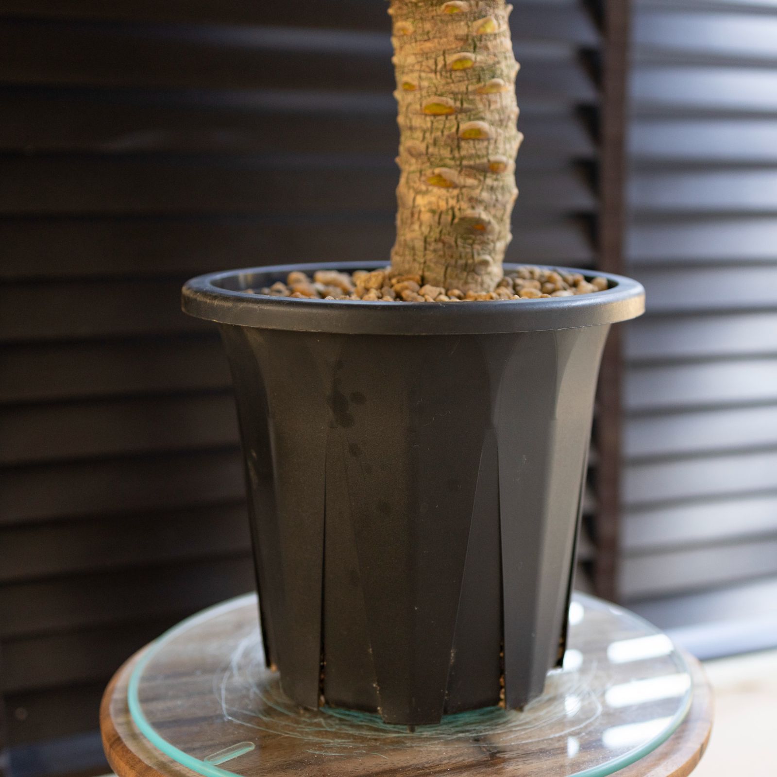 ◎陶器フェニックスロベレニー7号鉢付き 木質化 ロべ フェニックス