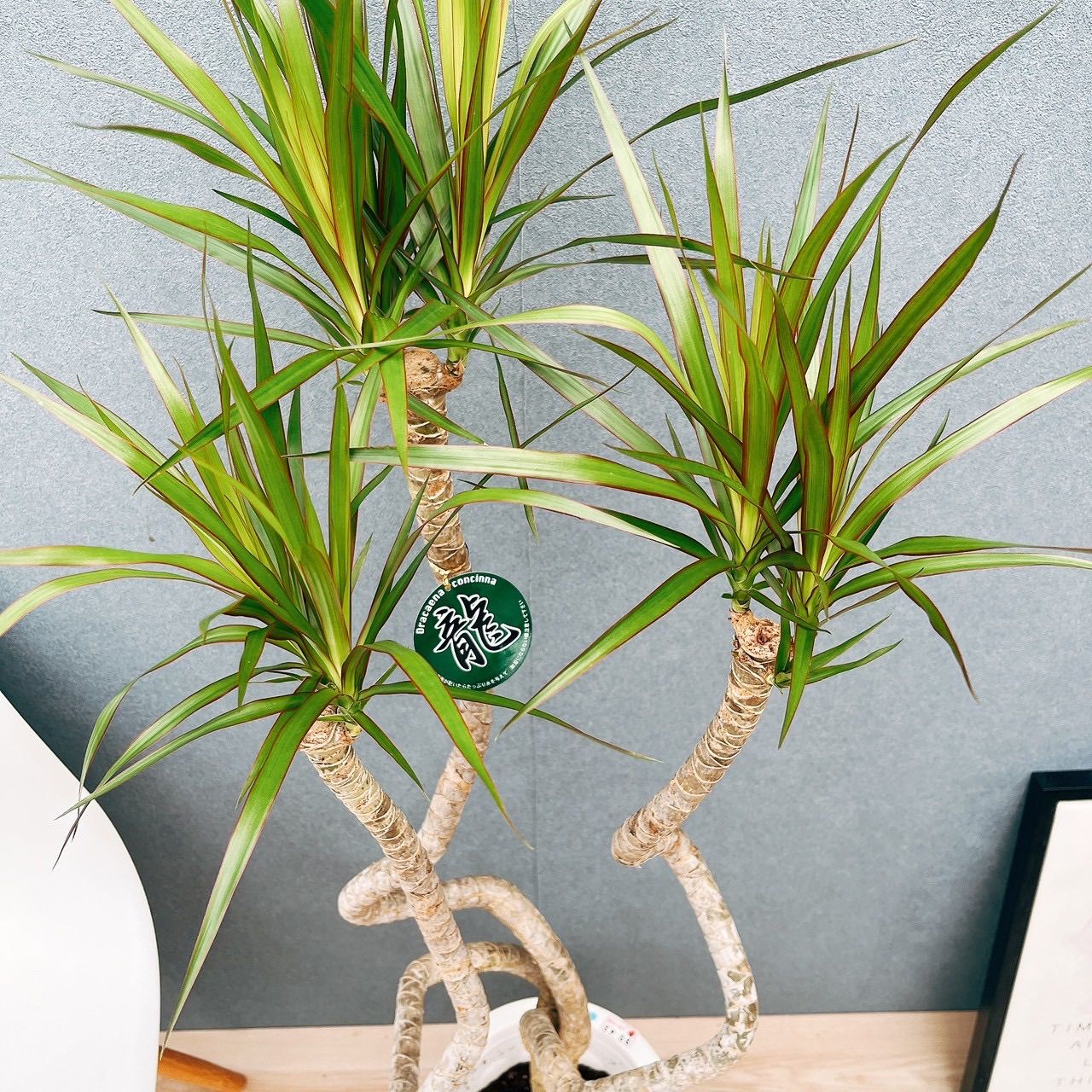 ［現品］3番　ドラセナ　コンシンネ　龍　曲がり　8号　観葉植物　大型　室内 現品］※売約済※ 法人価格 3番 ドラセナ コンシンネ 龍 曲がり 8号 観葉