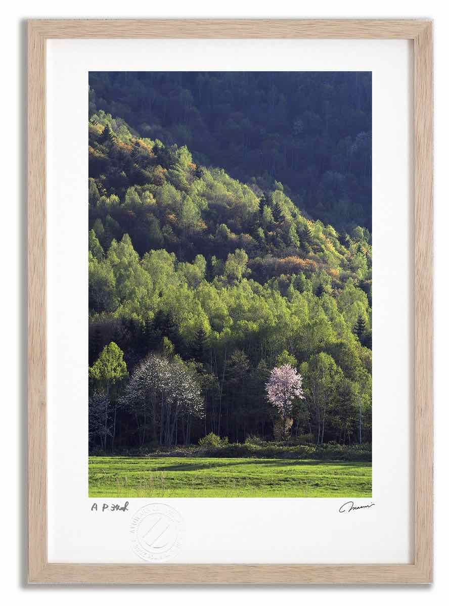 アートフォト 絵画 新緑と桜14/中富良野町 高橋真澄/インテリア 額入り 額装込 風景画 油絵 ポスター アート アートパネル リビング 玄関 プレゼント モダン アートフレーム 飾る Mサイズ お