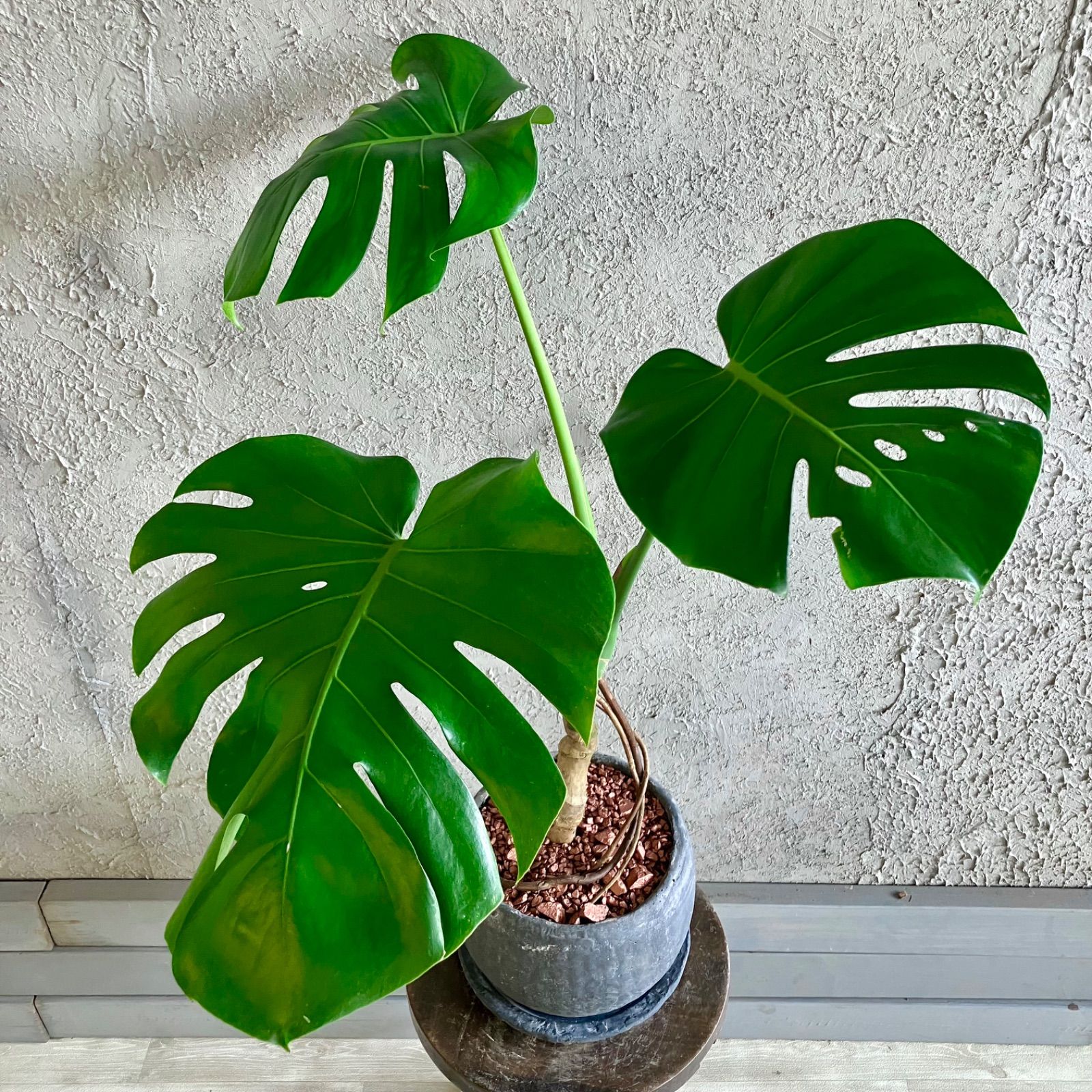 美形 根上がり モンステラ デリシオーサ 7号 テラコッタ性鉢植え