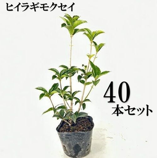 40本セット ヒイラギモクセイ樹高0.2m前後10.5cmポット