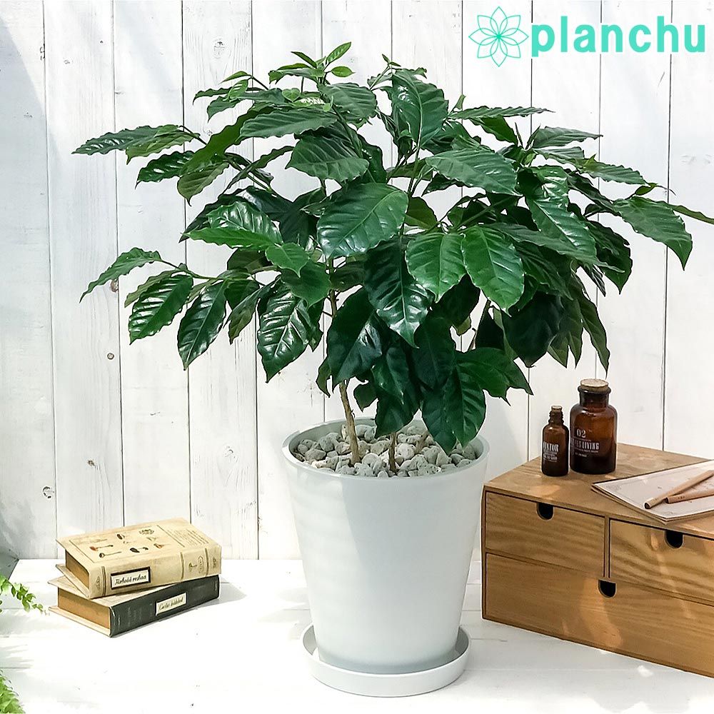 プロテア　クリームミンク　10 号（バンクシア、グレビレア、リューカデンドロン） プロテア クリームミンク 10号（バンクシア、グレビレア、リューカ