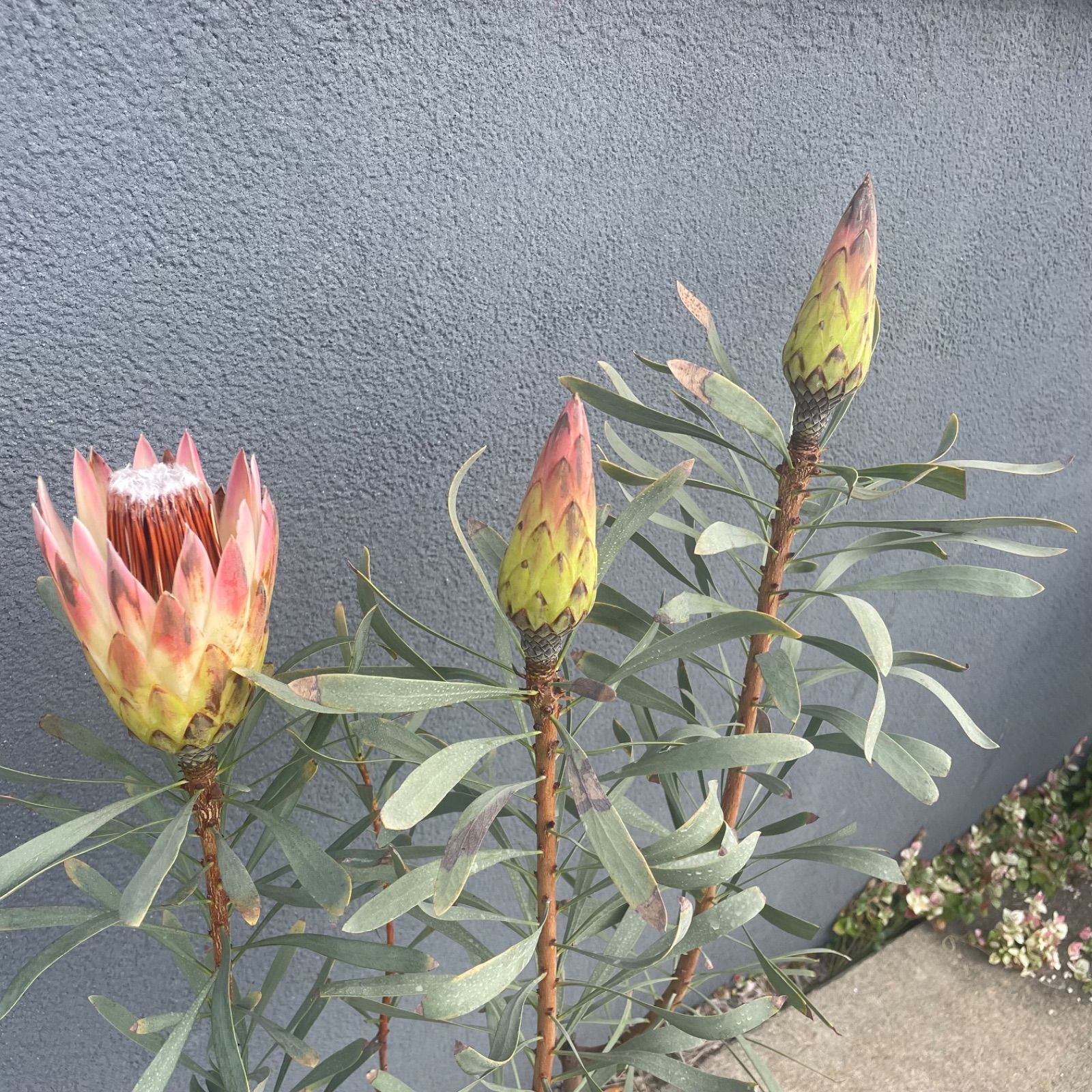 プロテアルビーブラシュ 8号 オージープランツ