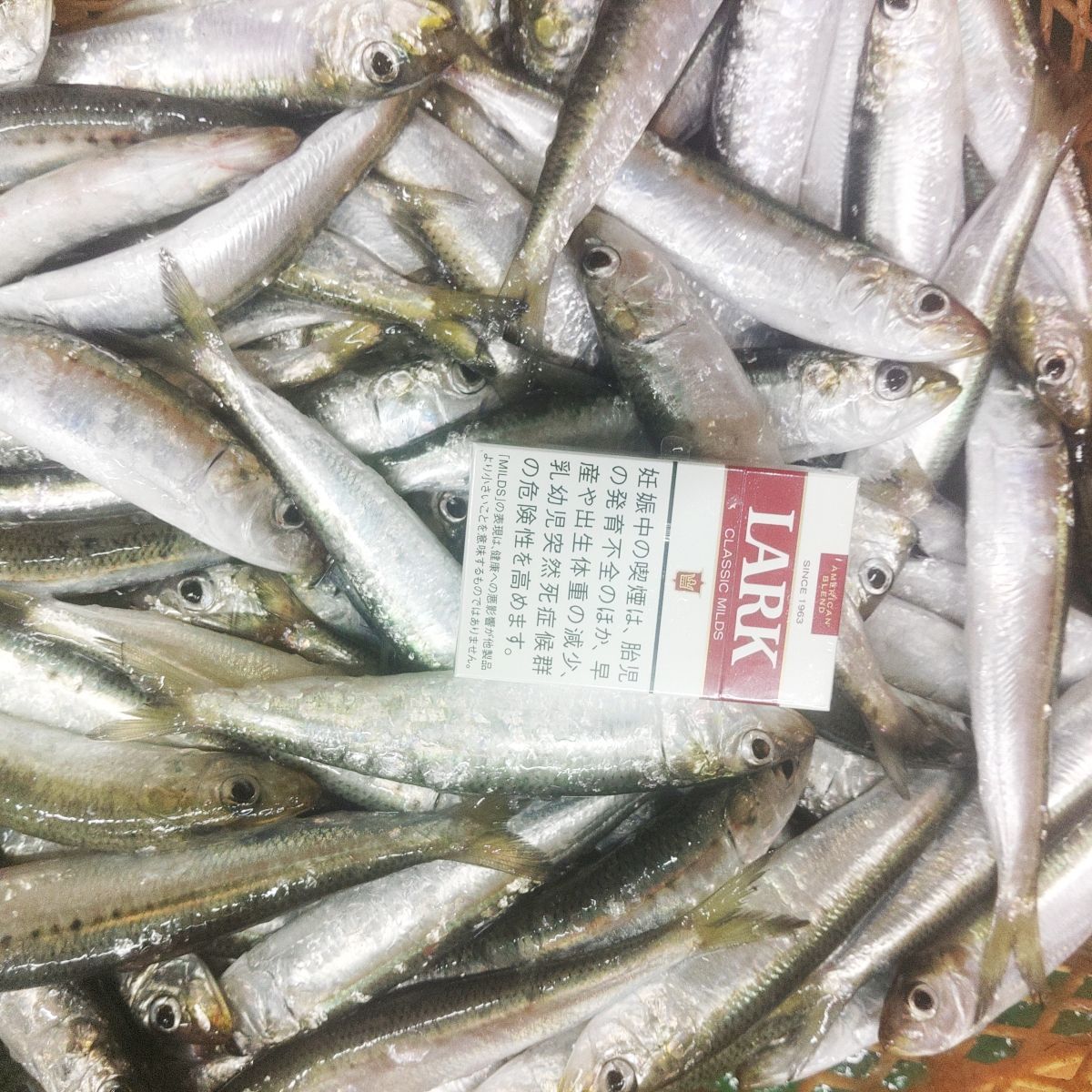 熱帯魚