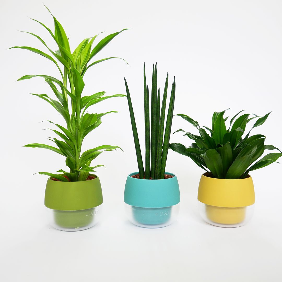 ハイミニビビスモーキー3個セット【B】【オススメの観葉植物でお届け】