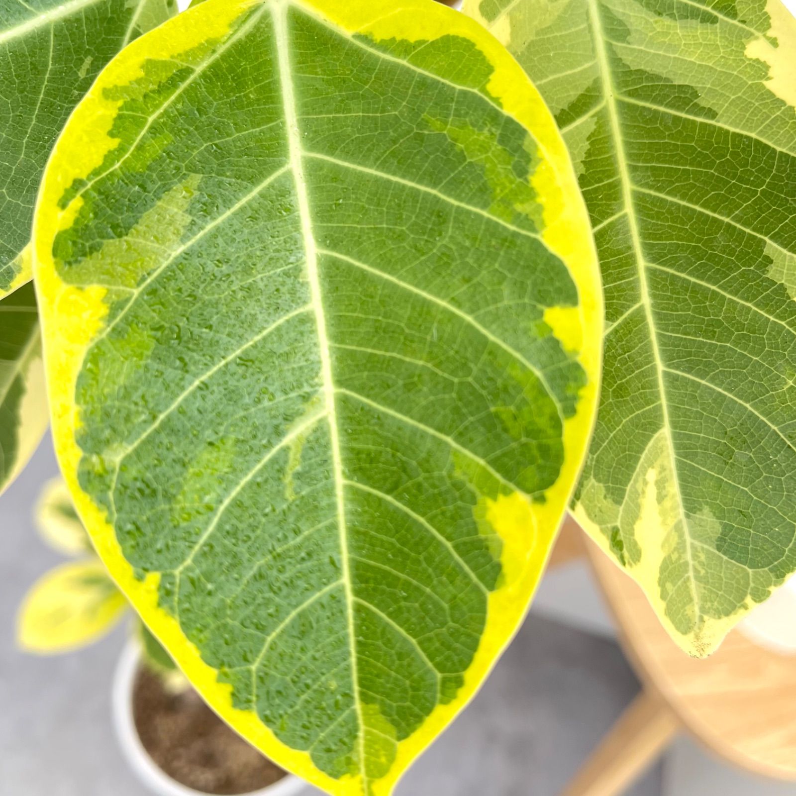 フィカス アルテシマ