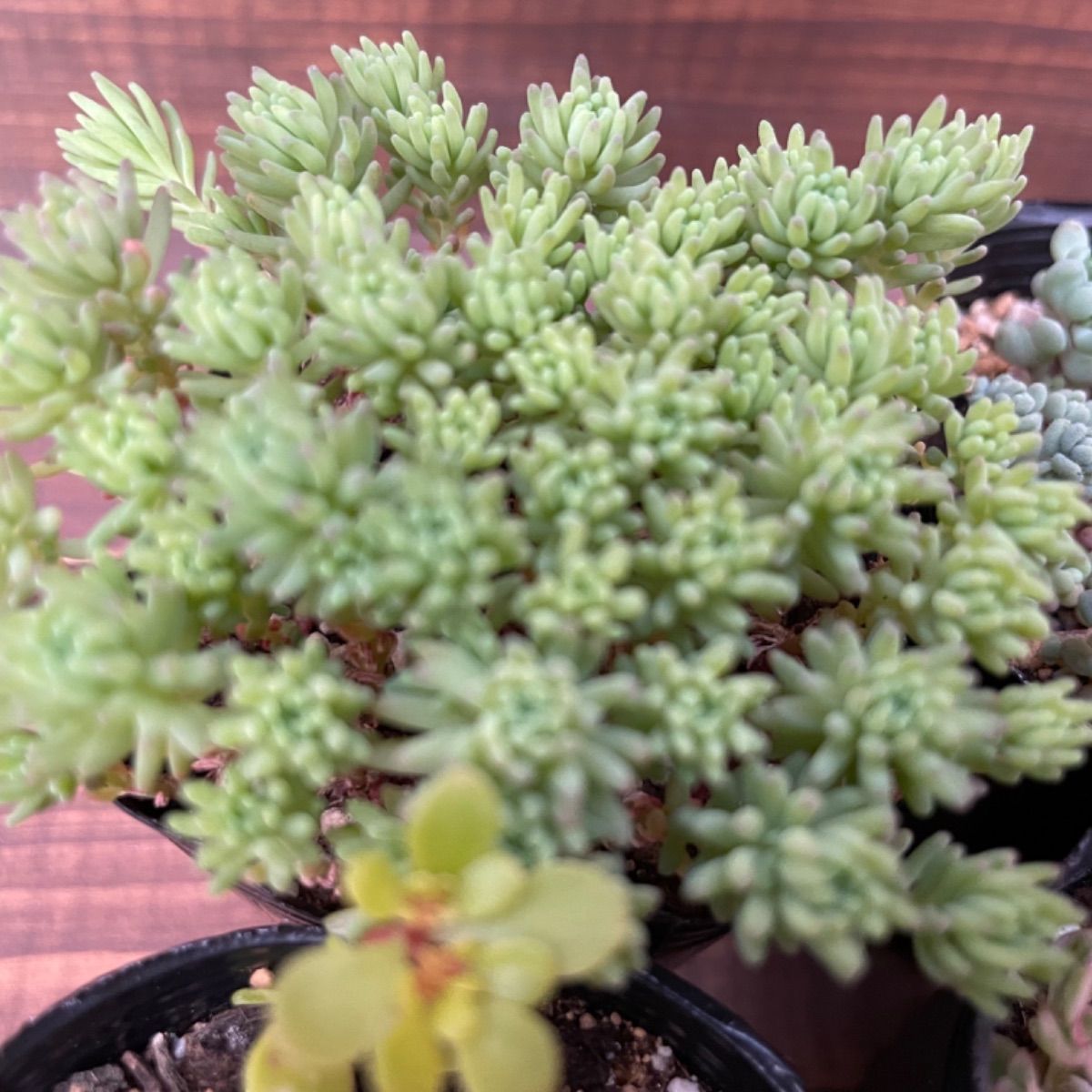 多肉植物　6点　まとめ出品 多肉植物 セダム抜き苗 6センチポット 4個プラス1個お楽しみ