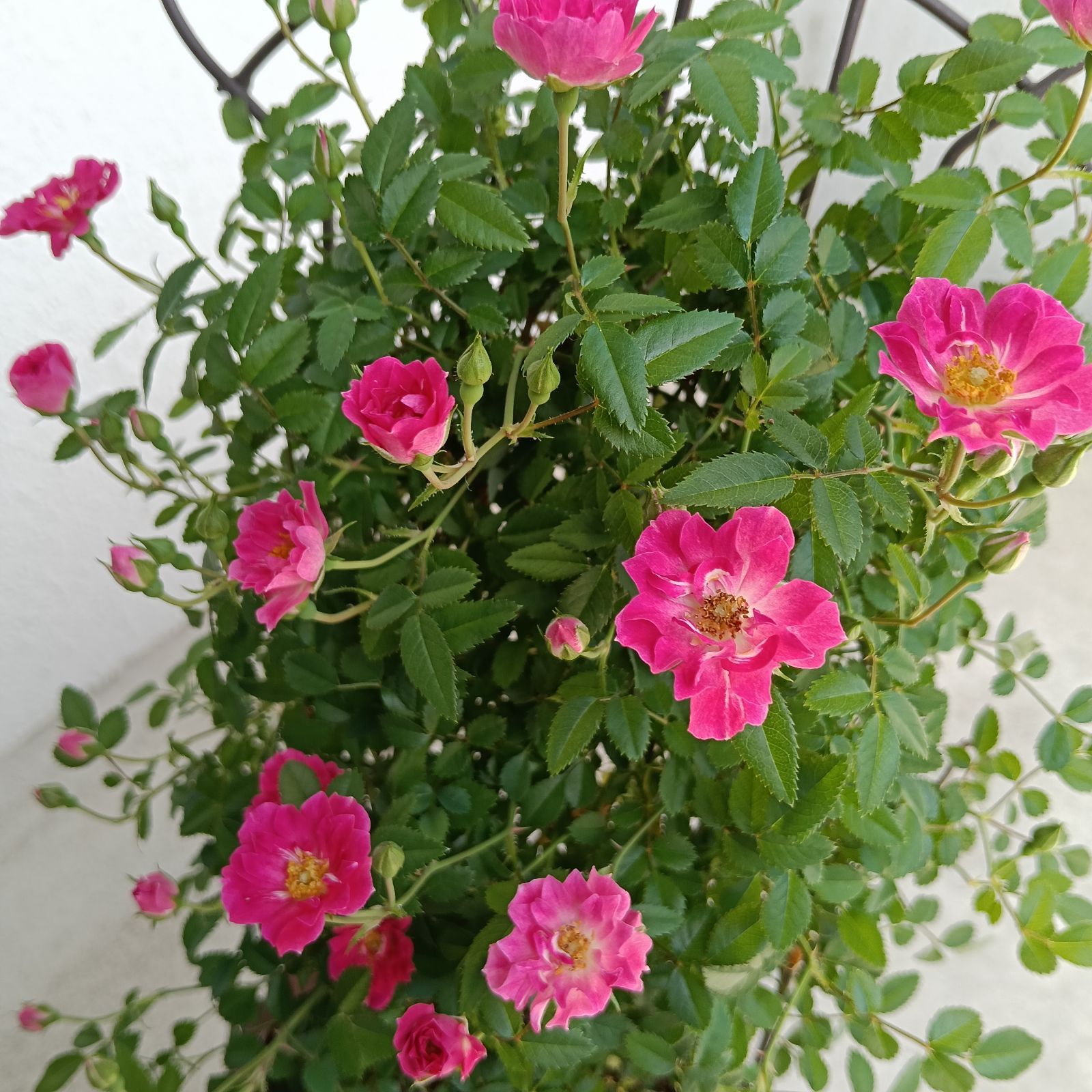 ミニつるバラ苗 真珠貝 バラ苗　ばら苗 ミニつるバラ苗 真珠貝 薔薇苗 バラ苗 ばら苗の通販 by S&M｜ラクマ
