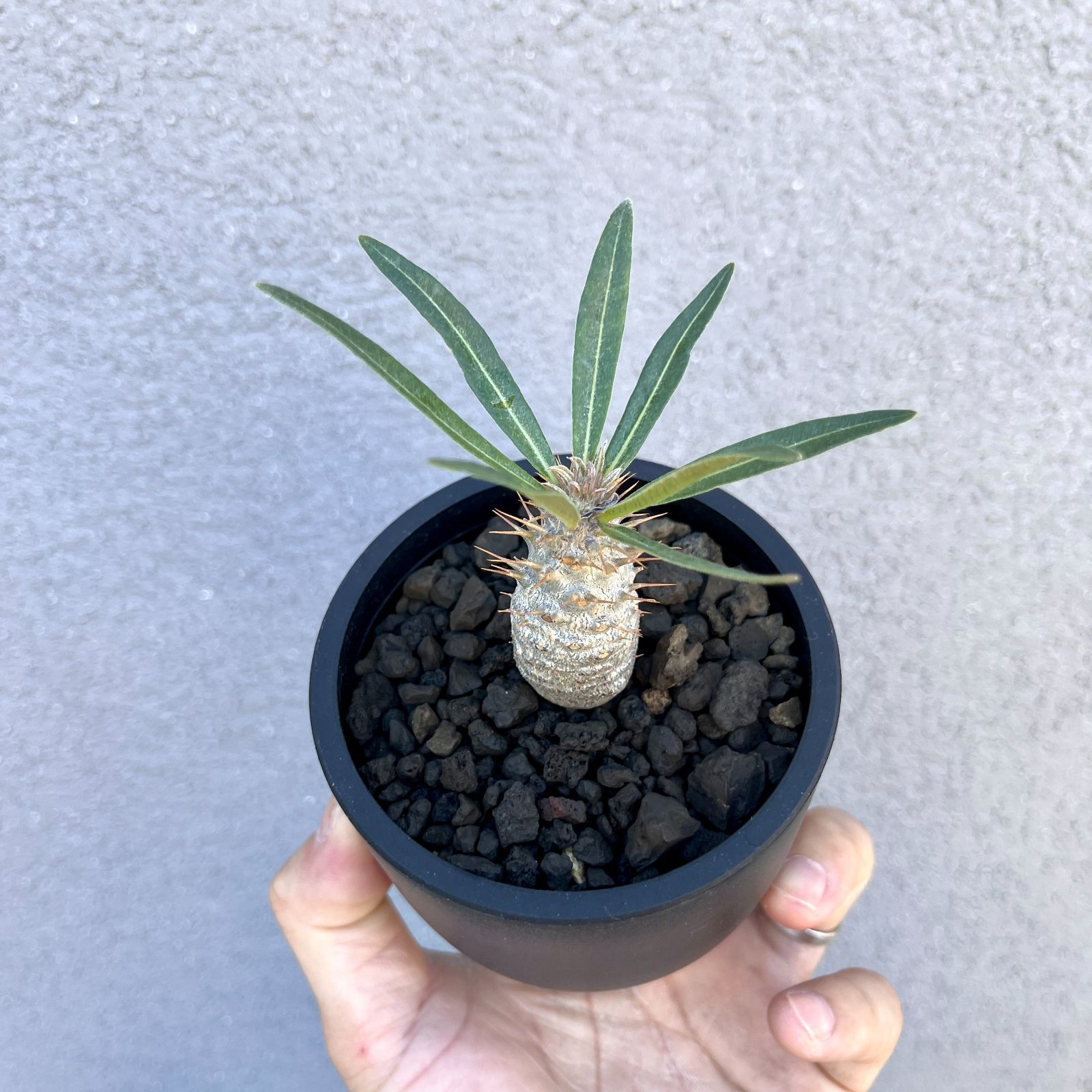 パキポディウム・グラキリス 実生株｜Pachypodium rosulatum var