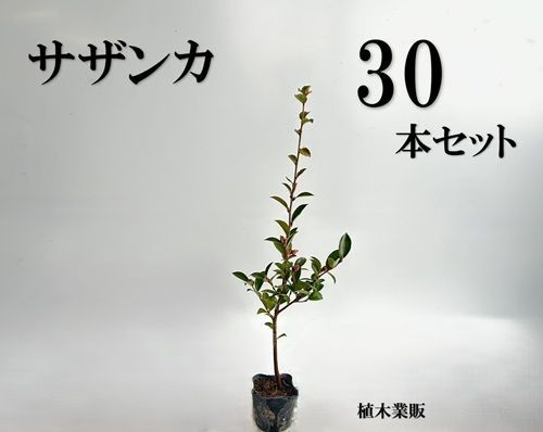 30本セット サザンカ樹高0.5m前後10.5cmポット
